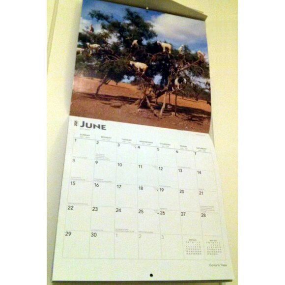 2025 Calendar, Goats in Trees, Monthly, 12" x 24" - Opened, Great Condition - Picture 7 of 15